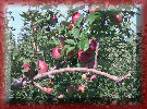 Apple Tree