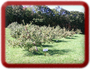 Apple tree